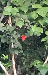 Casearia yucatanensis