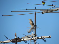 Rupornis magnirostris