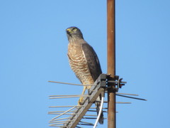 Rupornis magnirostris