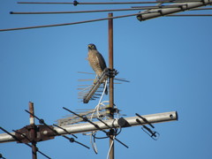 Rupornis magnirostris