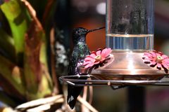 Coeligena helianthea