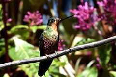 Coeligena helianthea