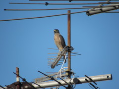 Rupornis magnirostris