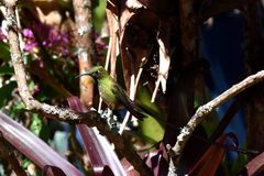 Coeligena helianthea