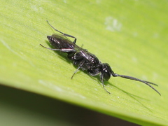 Dolichurus