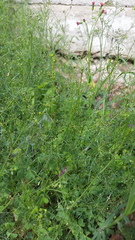 Cyclospermum