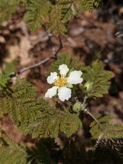 Chamaebatia foliolosa