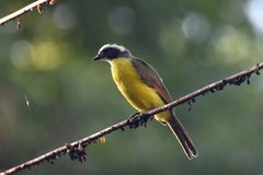 Myiozetetes cayanensis