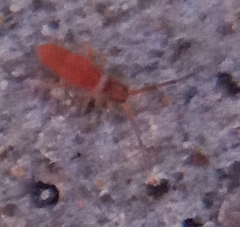 Entomobrya atrocincta