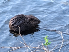 Castor canadensis