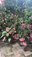 Mussaenda philippica