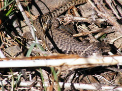 Liolaemus nigroviridis