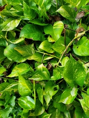 Epipremnum aureum