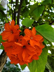Cordia sebestena