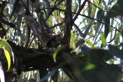 Colaptes