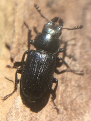 Platycerus quercus
