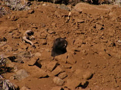 Spalacopus cyanus