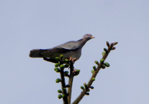Patagioenas fasciata monilis