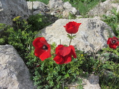 Anemone coronaria