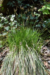 Carex umbrosa