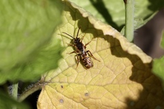 Nomada marshamella