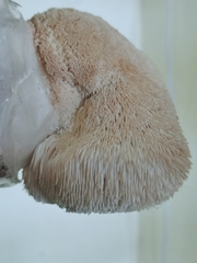 Hericium erinaceus