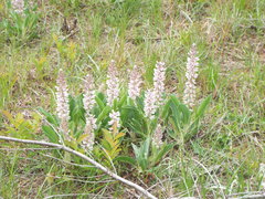 Lupinus villosus