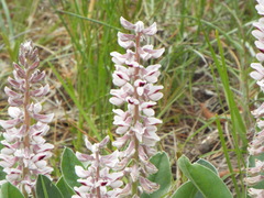 Lupinus villosus
