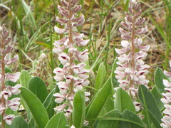 Lupinus villosus