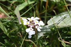 Iberis procumbens