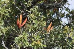 Tillandsia fasciculata