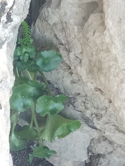 Umbilicus rupestris
