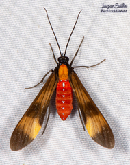 Rhynchopyga bifasciata