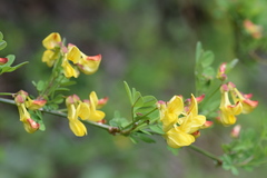 Hippocrepis emerus emerus