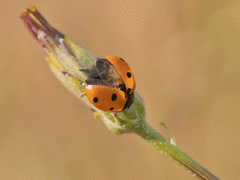 Coccinella septempunctata