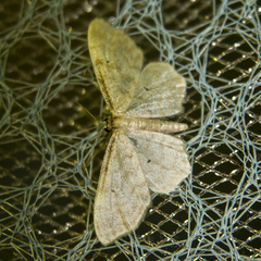 Idaea fuscovenosa