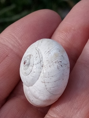 Stylommatophora