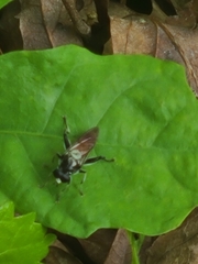 Xylota