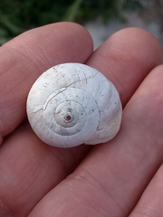 Stylommatophora