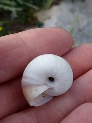 Stylommatophora