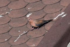 Streptopelia senegalensis