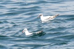 Ichthyaetus melanocephalus