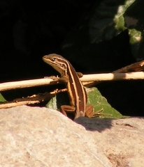 Liolaemus gravenhorstii