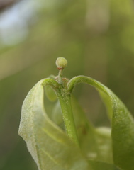 Andricus quercusutriculus