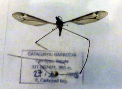 Tipula intermedia