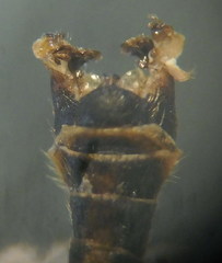 Tipula intermedia