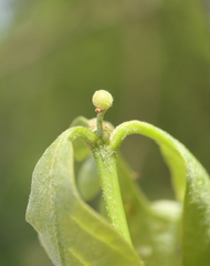 Andricus quercusutriculus