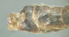 Tipula intermedia