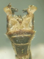 Tipula intermedia
