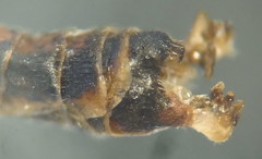 Tipula intermedia